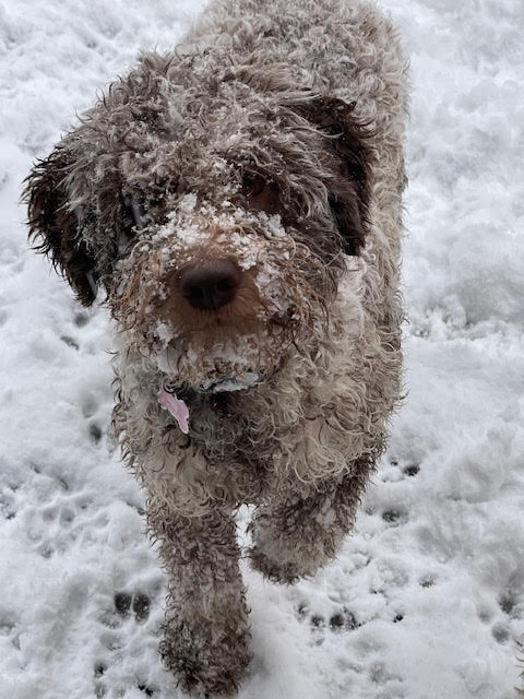 Home Chicago Lagotto We Are A Premier Lagotto Breeder We Have Lagotto Puppies For Sale