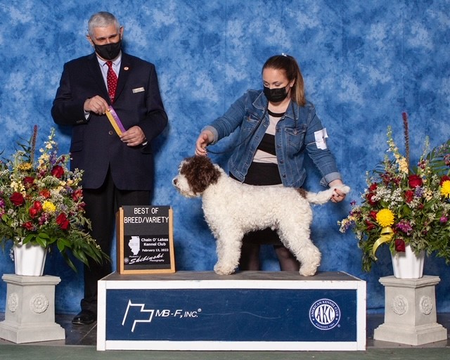 Chain o lakes portuguese water dogs cheap