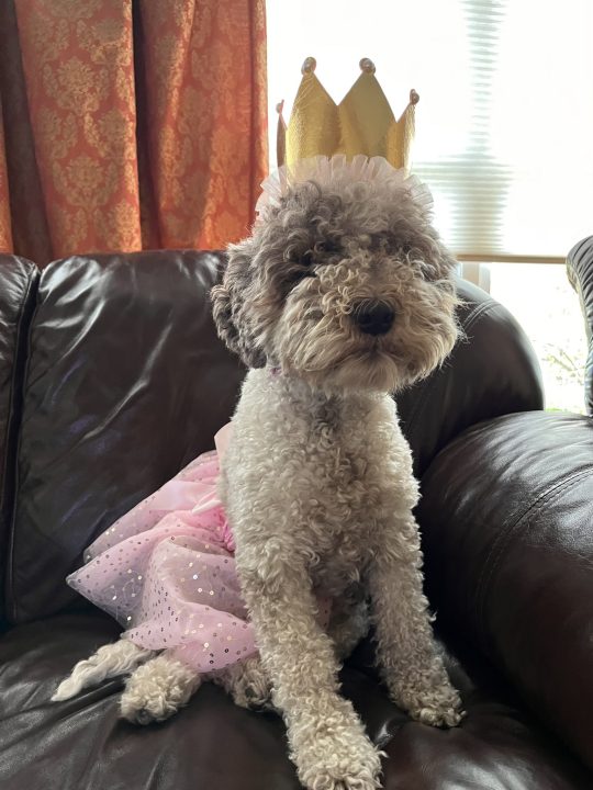 Chicago lagotto romagnolo