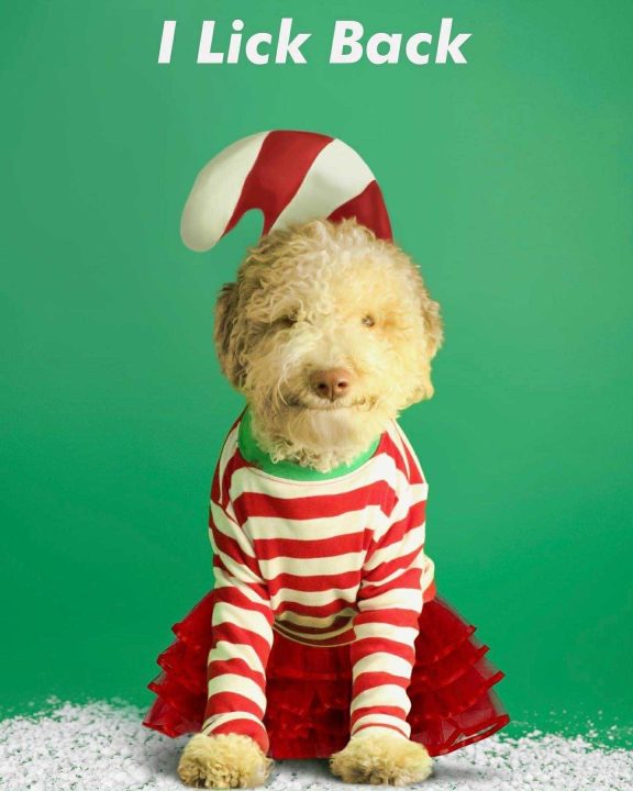 Chicago Lagotto haloween
