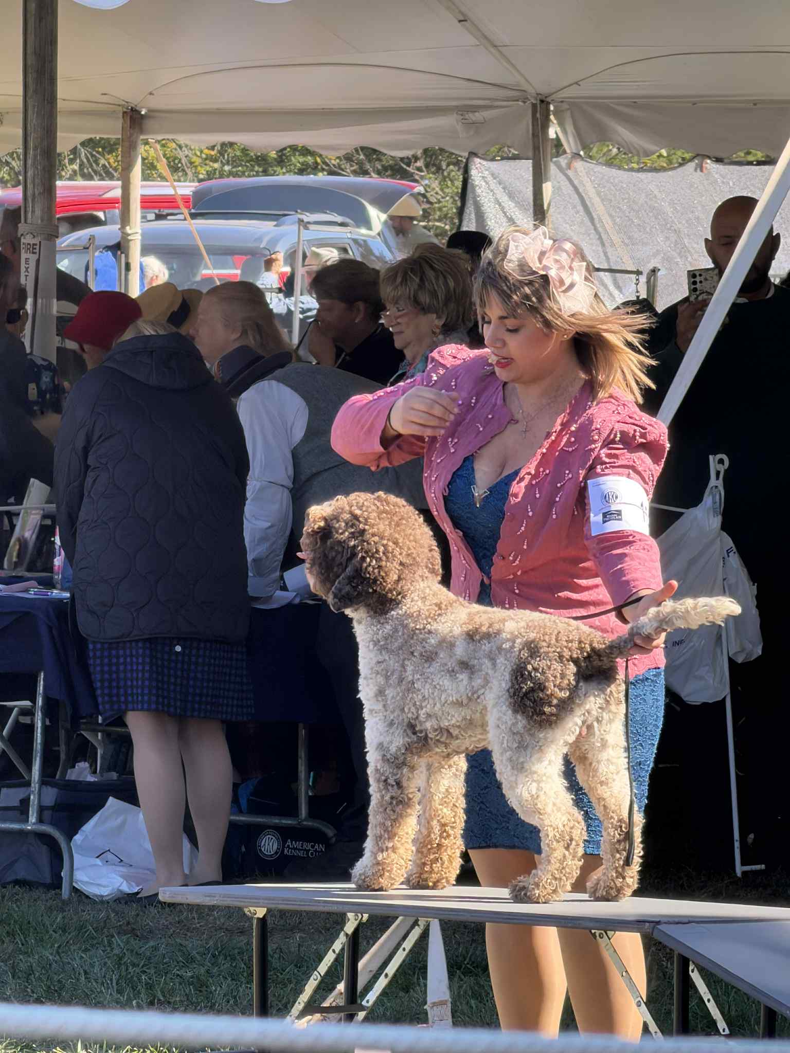 Jack - chicago lagotto
