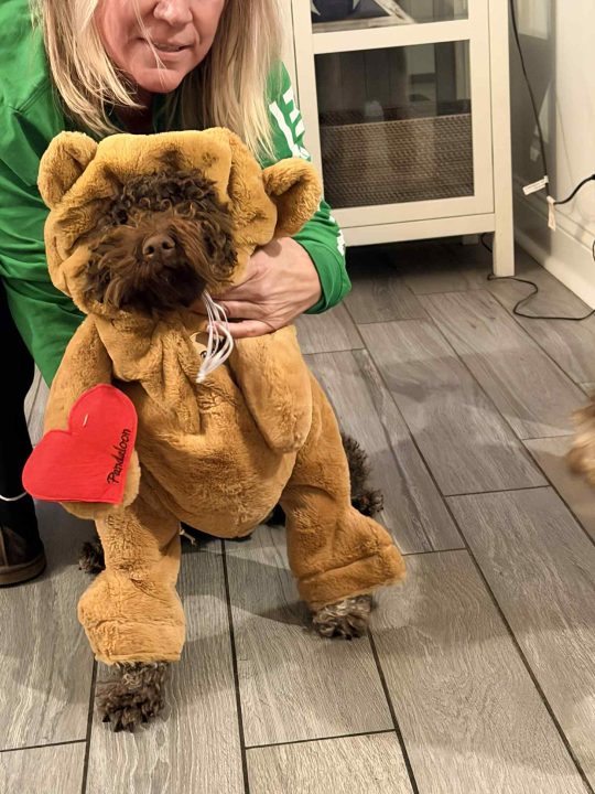 Lagotto Halloween Party