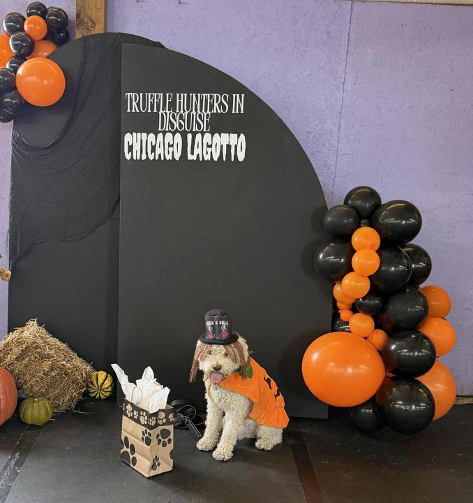 Lagotto Halloween Party