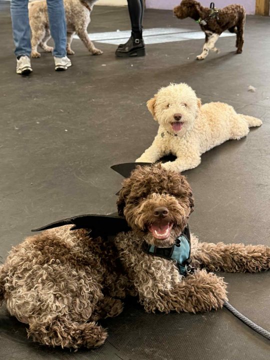 Lagotto Halloween Party