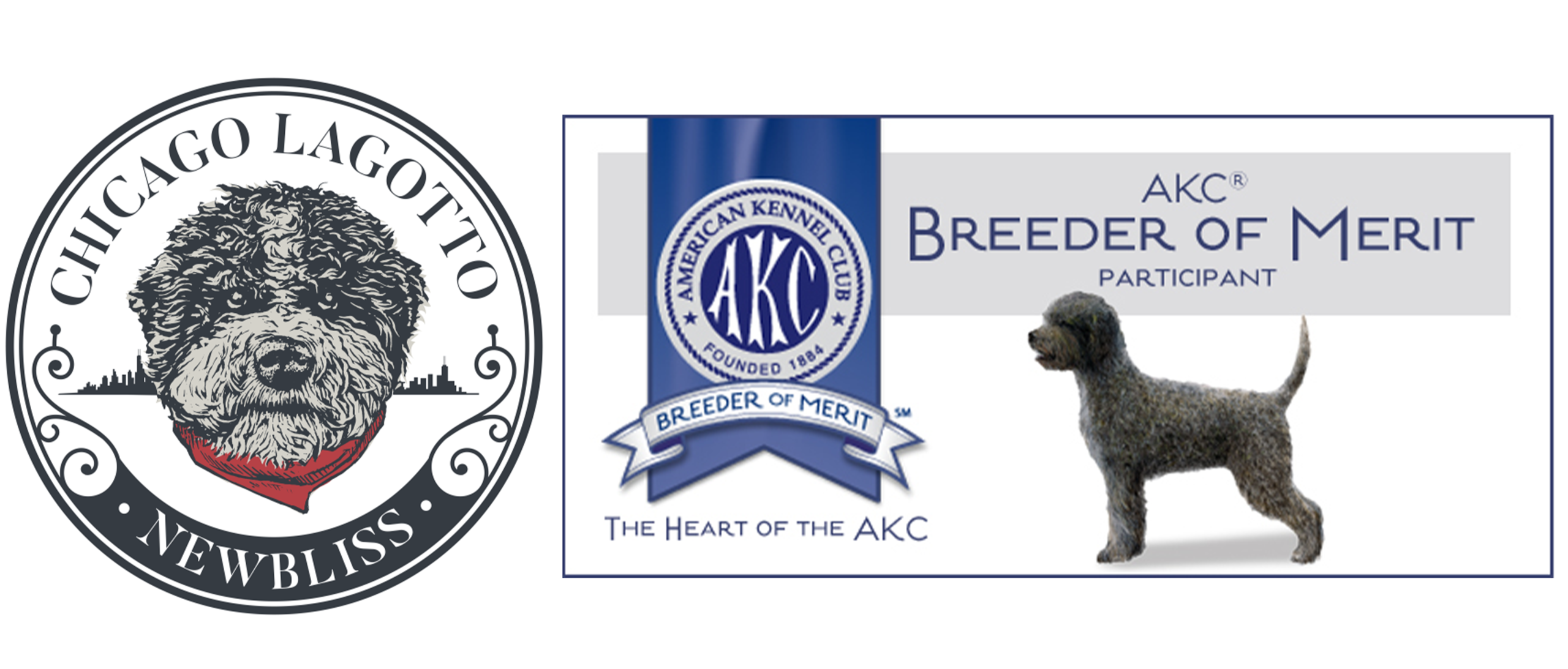 Chicago lagotto breeder of merit