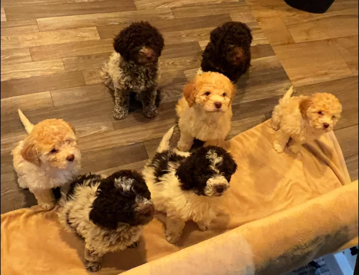 lagotto puppies
