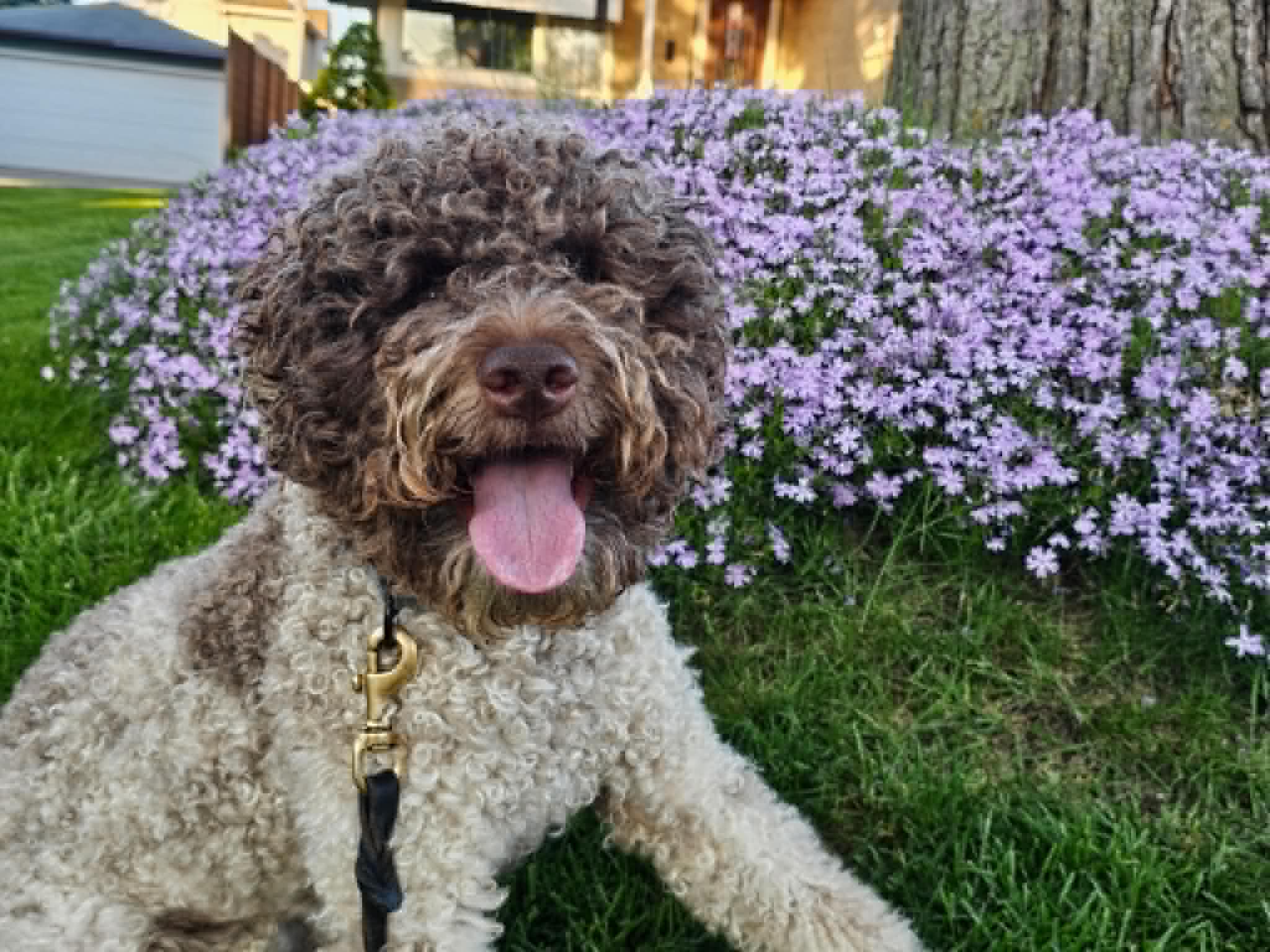 chicago lagotto - jack