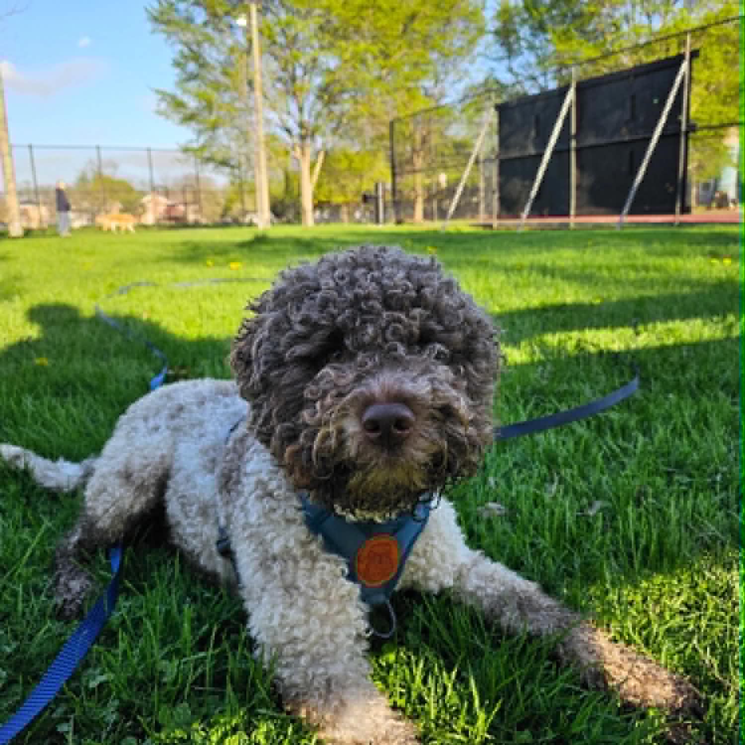 chicago lagotto - jack
