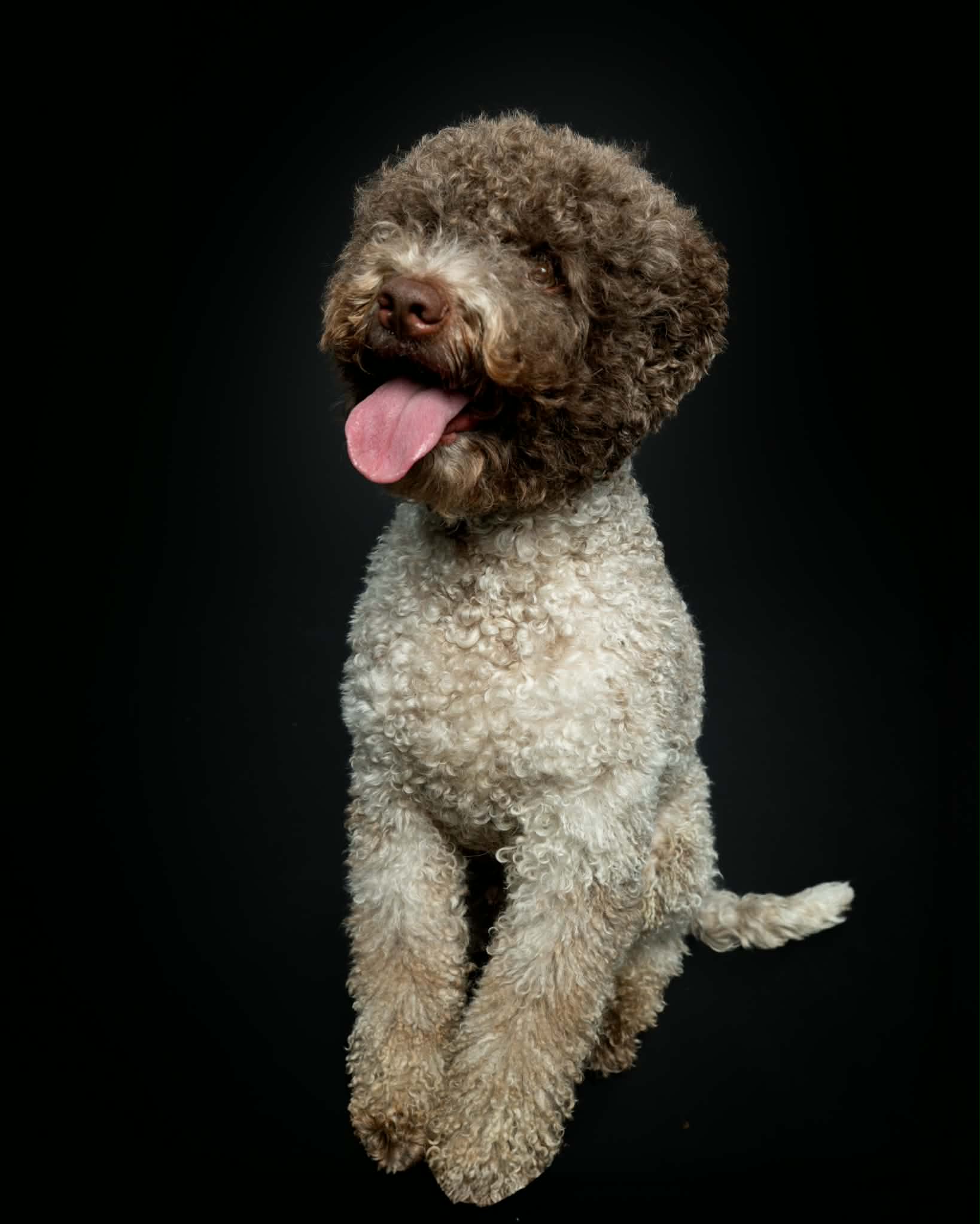 chicago lagotto - jack