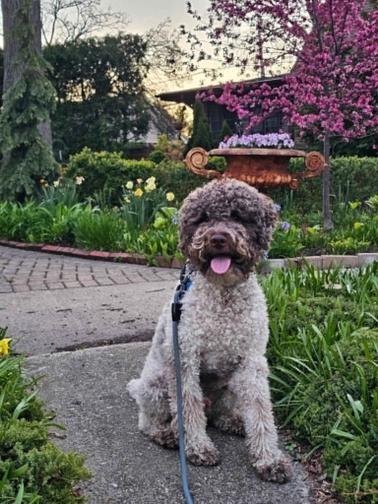 chicago lagotto - jack
