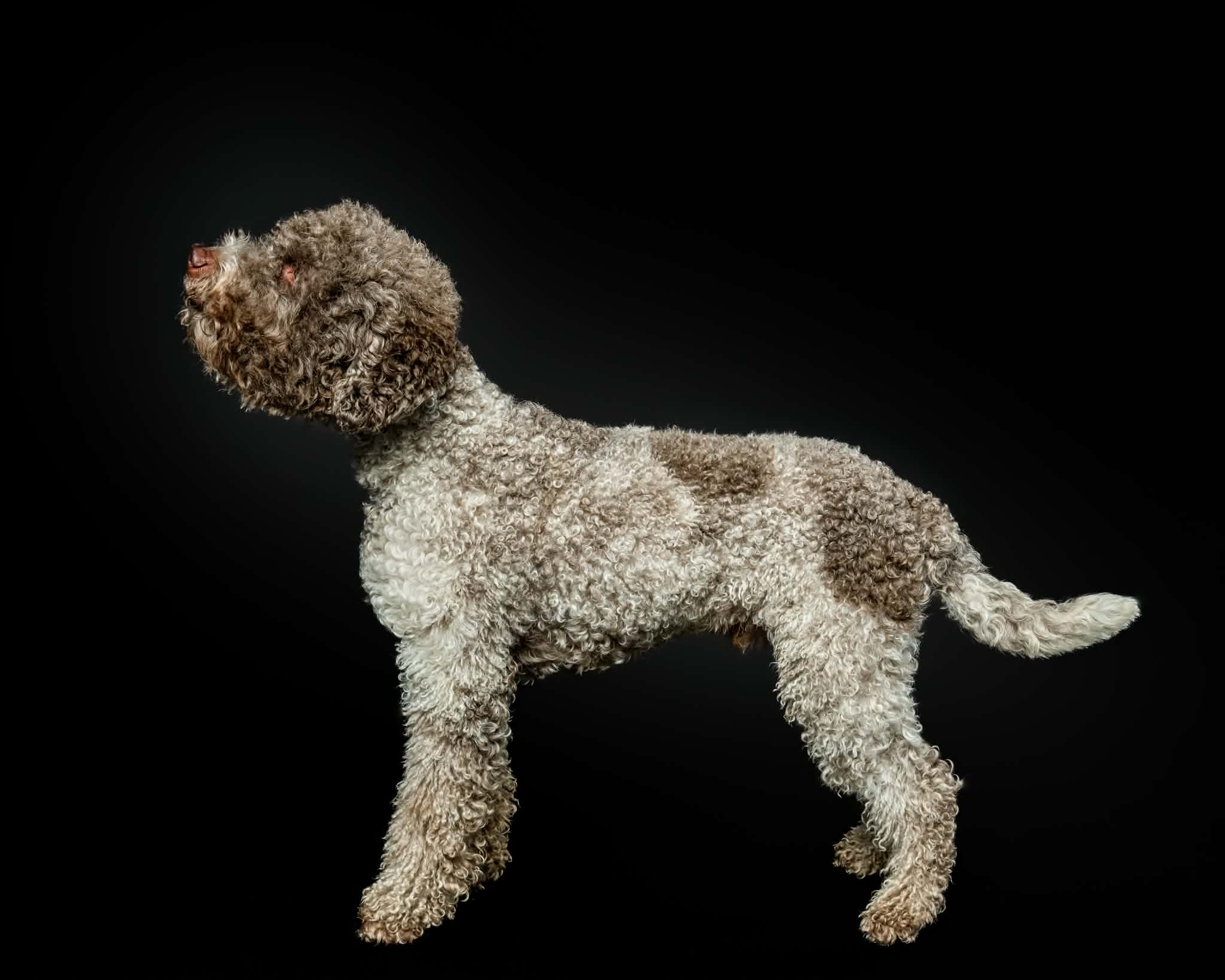 chicago lagotto - jack