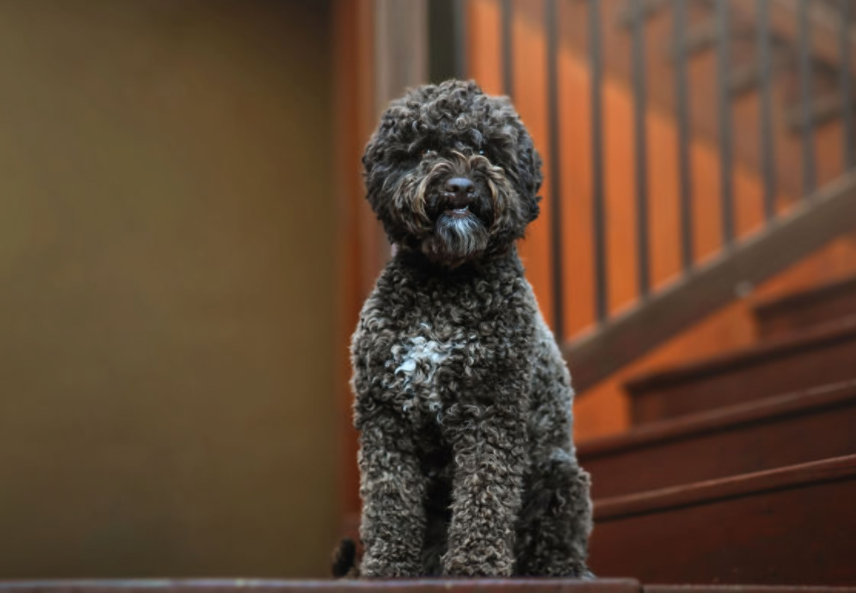 wild rose labando lagotto