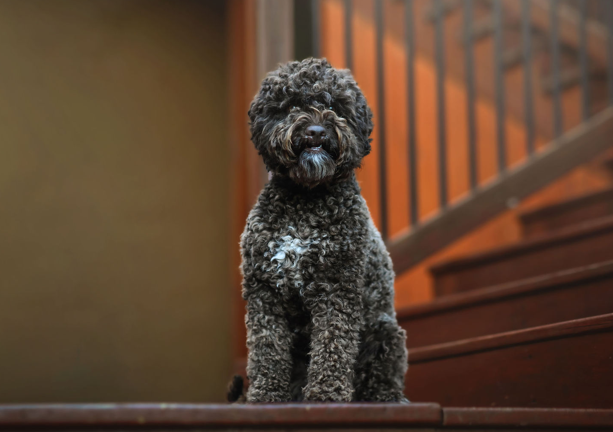 wild rose labando lagotto