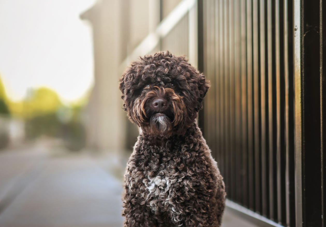 wild rose labando lagotto