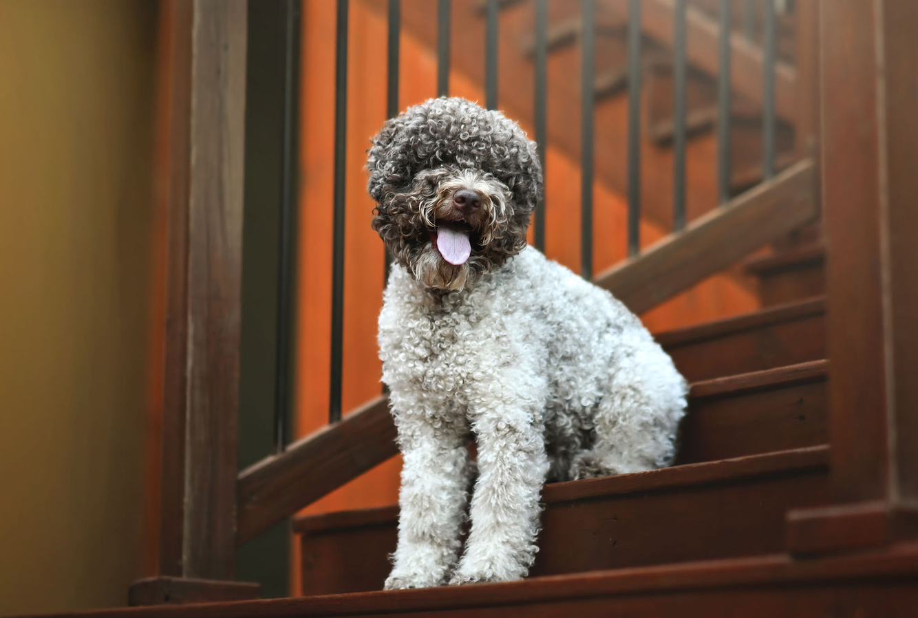 jack lagotto