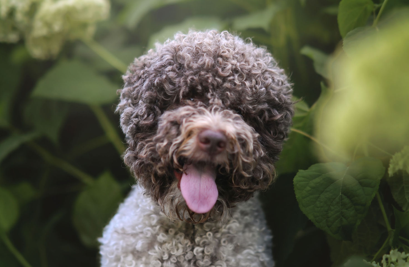jack lagotto