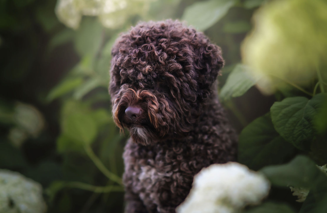 wild rose labando lagotto