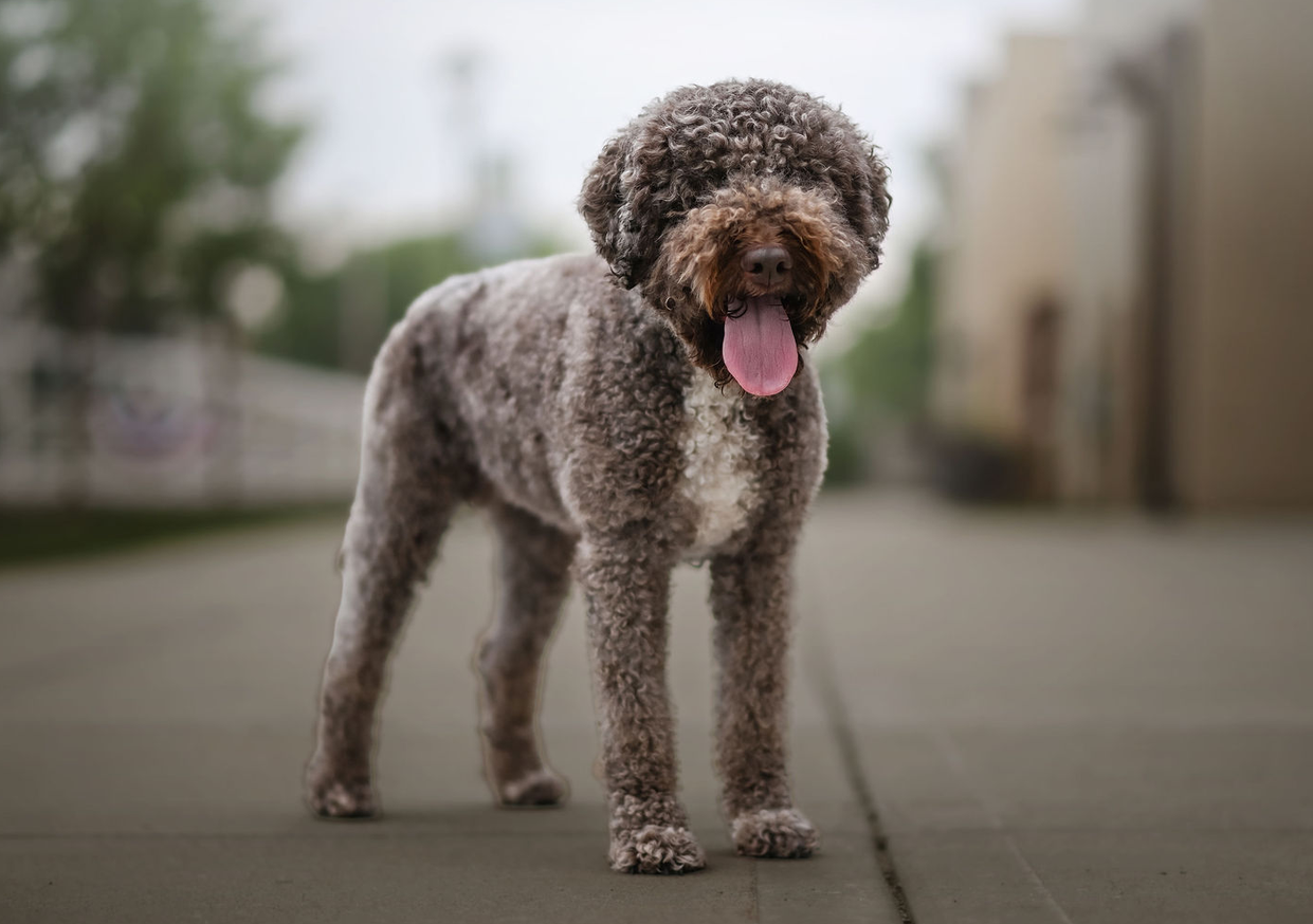 viva lagotto