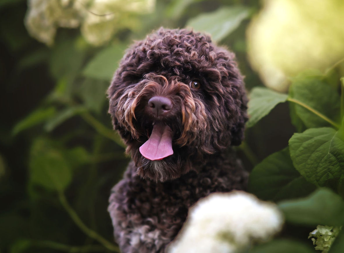 wild rose labando lagotto