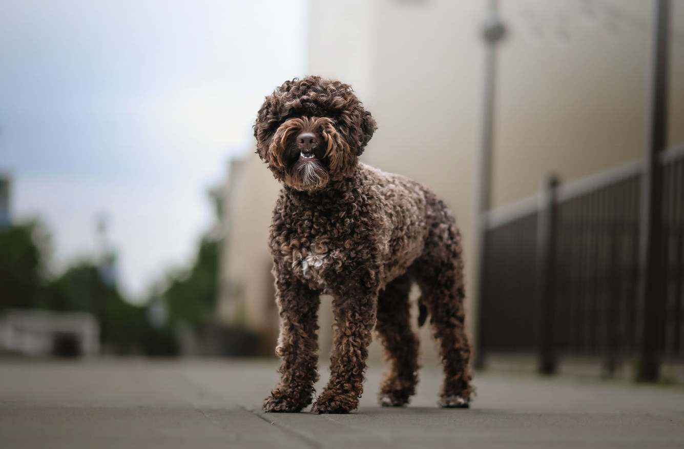wild rose labando lagotto