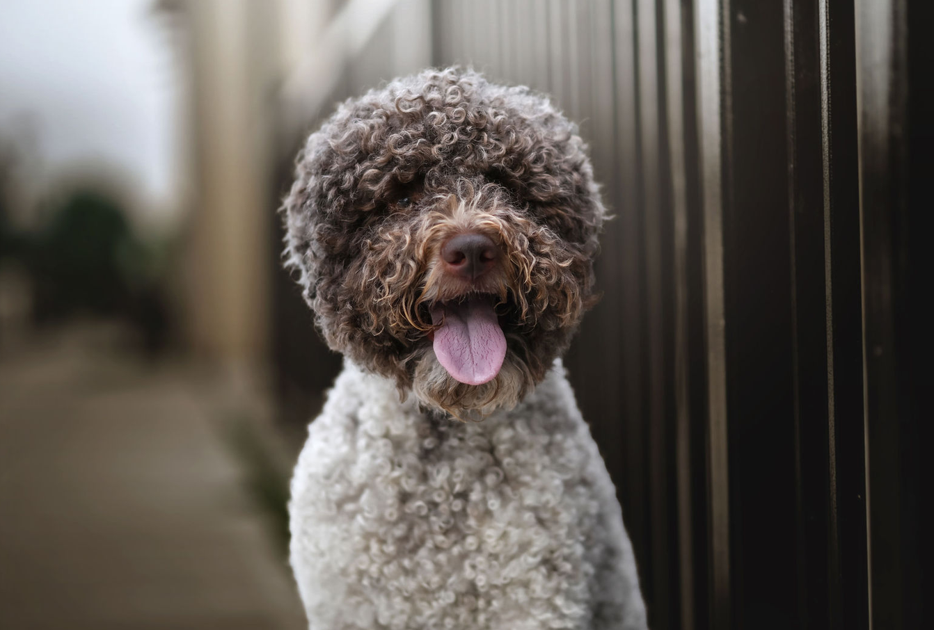 jack lagotto