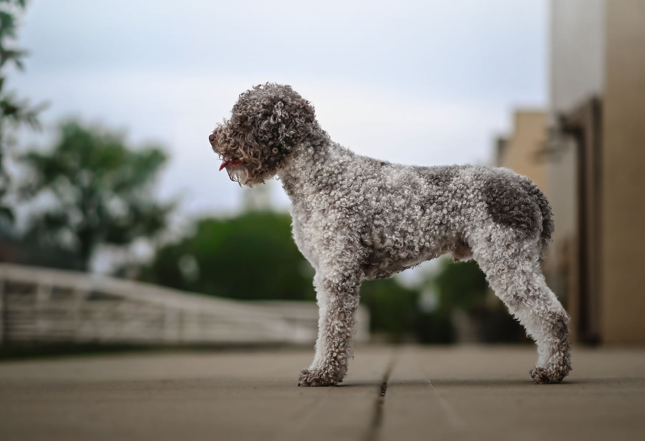 jack lagotto