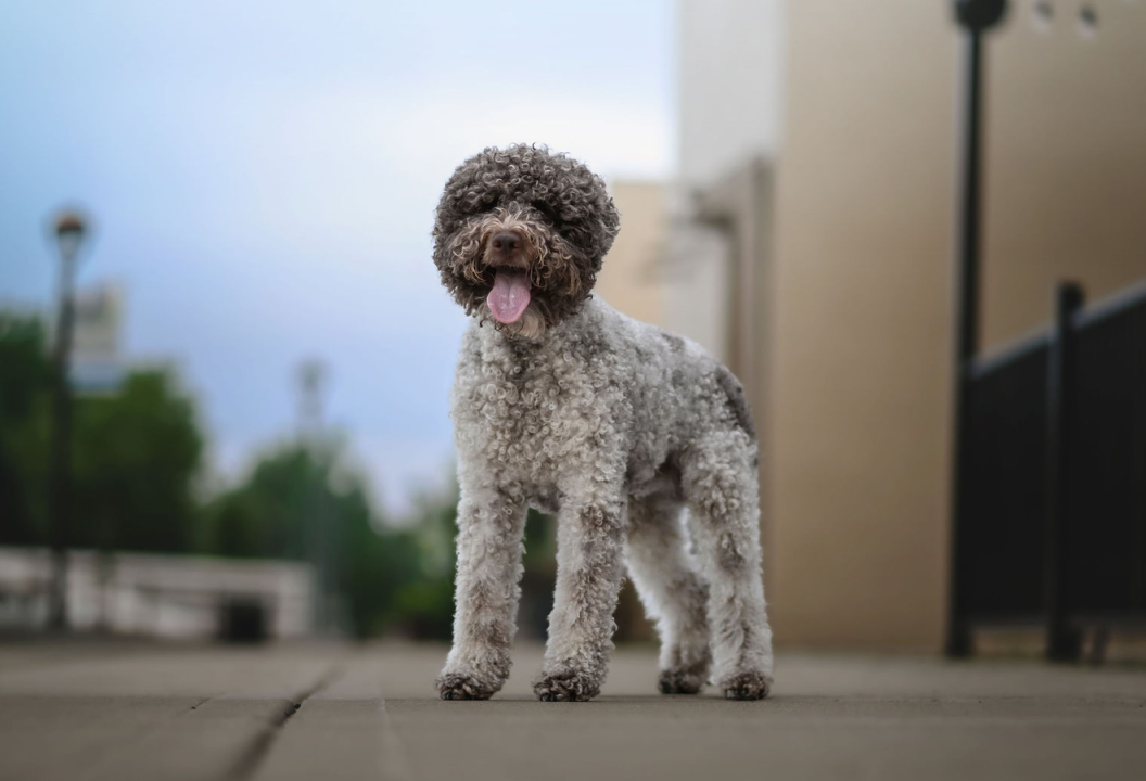 jack lagotto