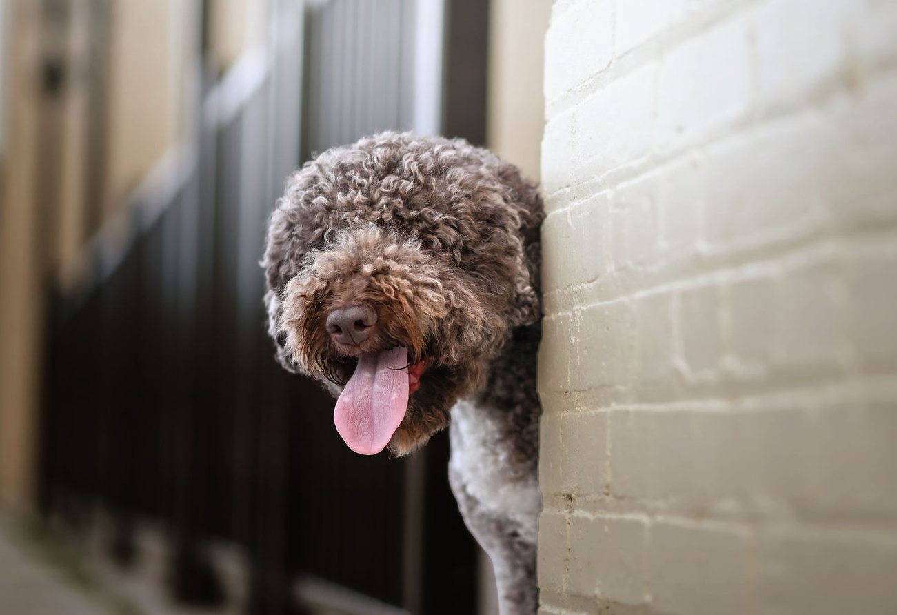 viva lagotto