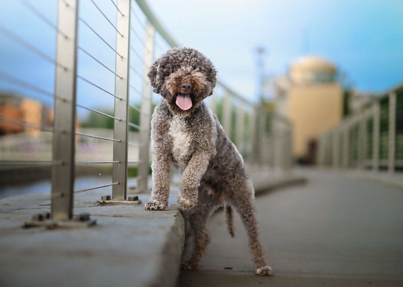 viva lagotto