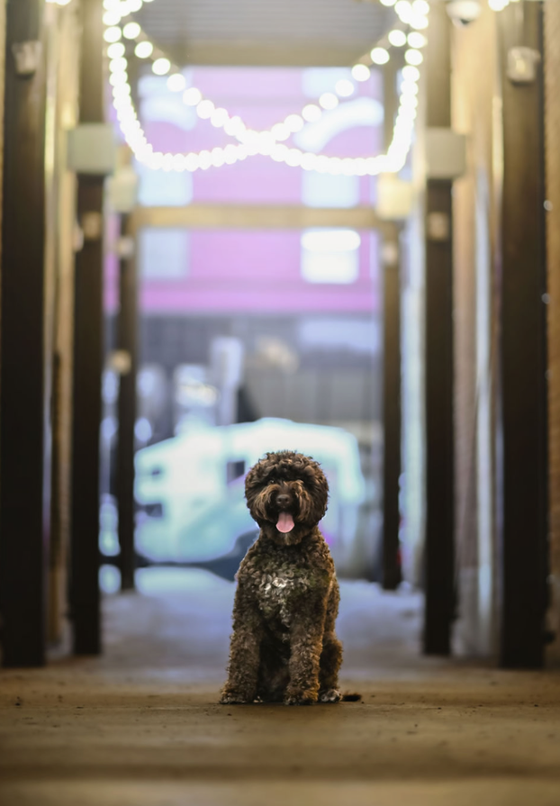 wild rose labando lagotto