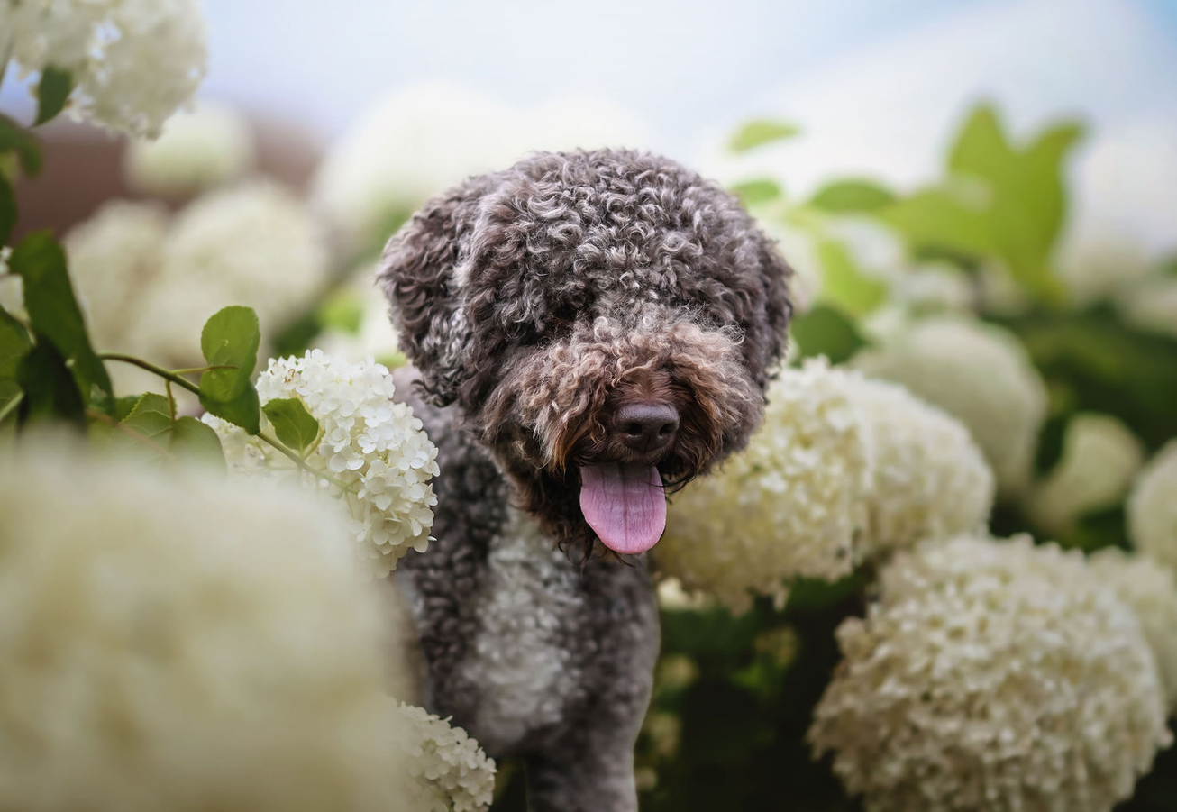 viva lagotto