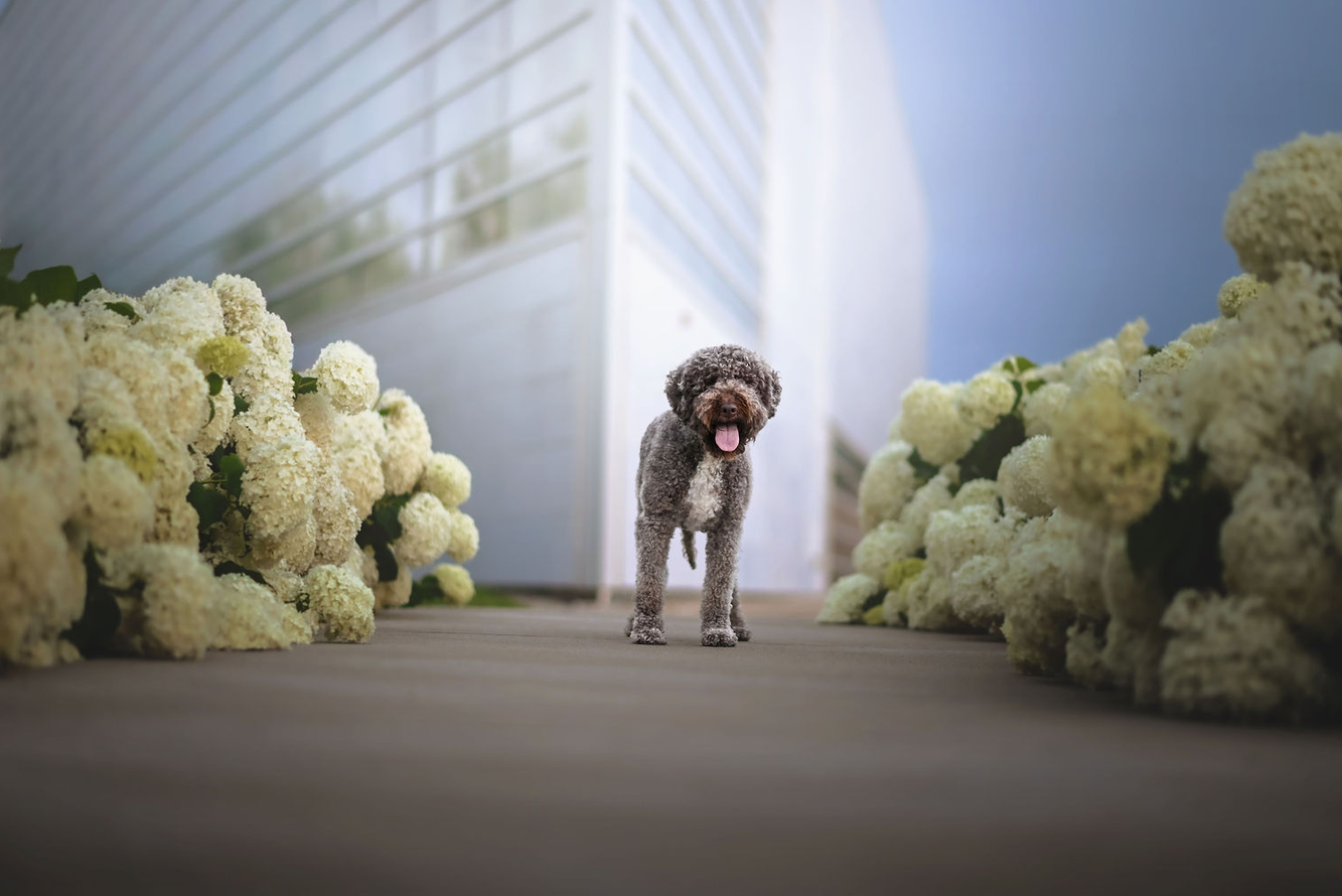 viva lagotto
