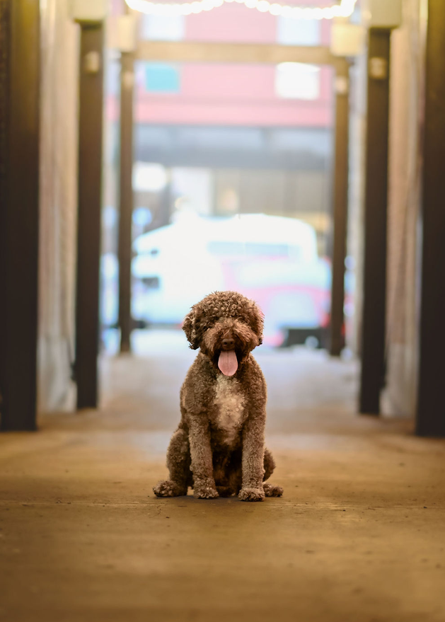 viva lagotto