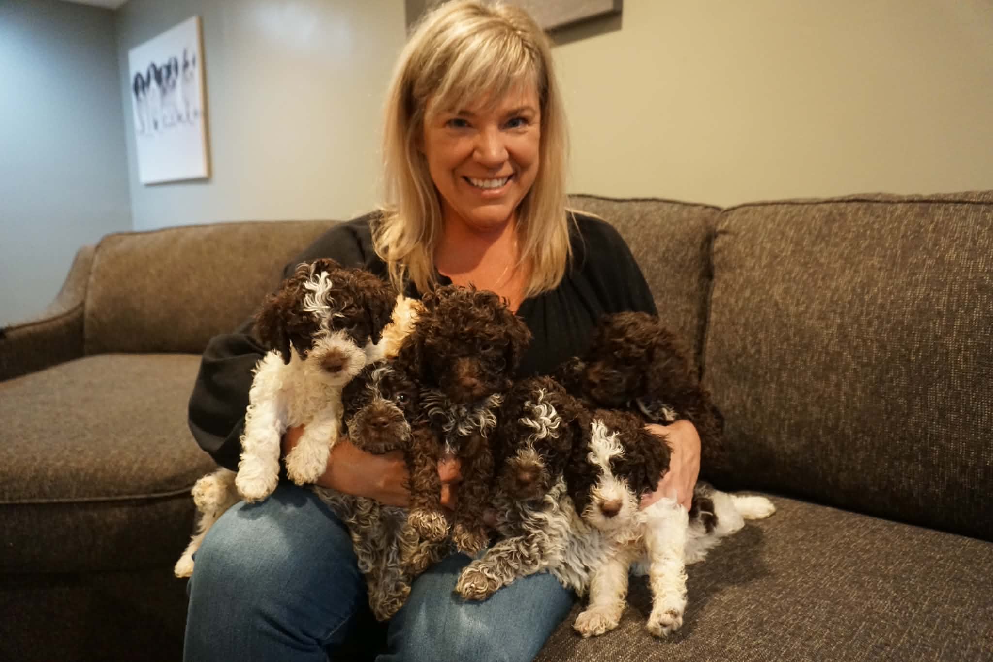 chicago lagotto